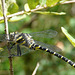 Gold-ringed Dragonfly Male 3