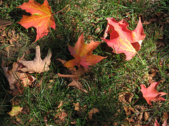 Maple Leaves (fallen)
