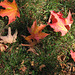 Maple Leaves (fallen)