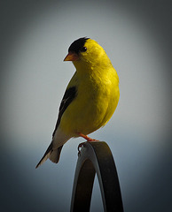 American Goldfinch Male