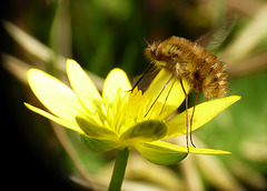 Beefly on Celandine