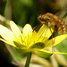 Beefly on Celandine