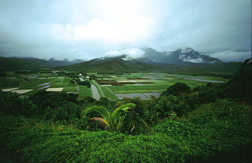 Kauai Hanalei Valley Taro Paddy Fields
