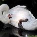 Swan acrobatics