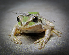 Pacific Tree Frog with Fancy Hair