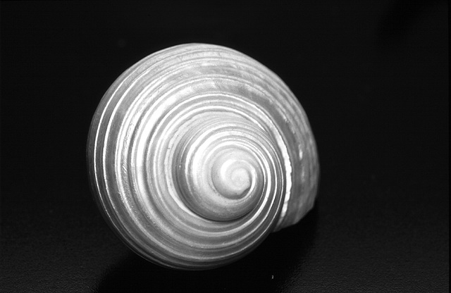 Shell 2