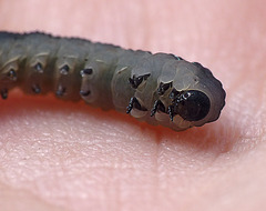 Patio Life: Unknown Caterpillar