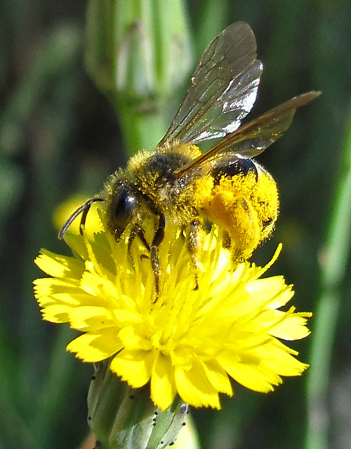 Pollen-Covered Bee on Yellow Flower Close Up