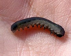 Patio Life: Unknown Caterpillar
