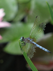Dragonfly (closer)