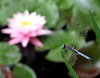 Dragonfly (close)