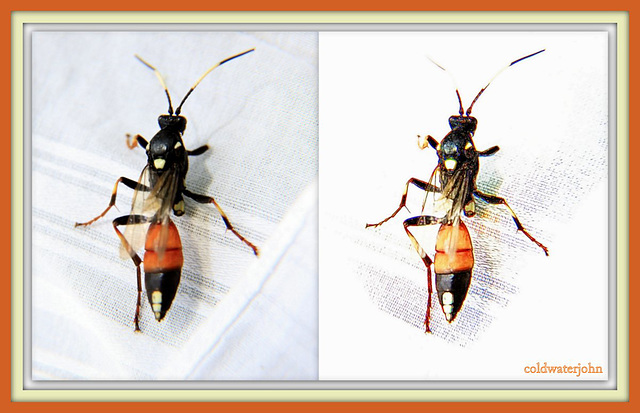 Wasp?  or Hornet? (Fractal on the right)