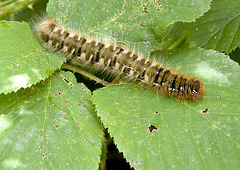 Oak Eggar Moth Caterpillar Top