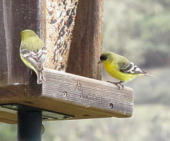 Lesser Goldfinches
