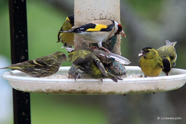Goldfinch lording it over the siskins