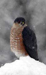 Sharp-Shinned Hawk in the Snow