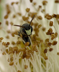 White-faced Bee
