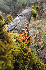 Fallen Oak Tree with Moss and Fungus