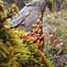 Fallen Oak Tree with Moss and Fungus