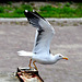 Gull Airlines flight 51 ready for take-off