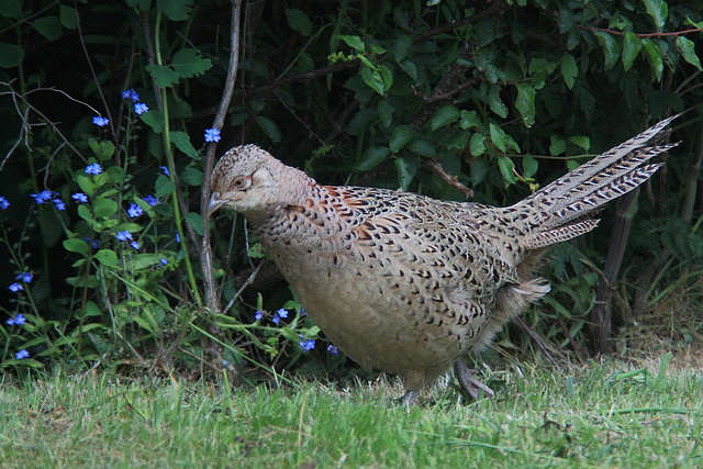 Hen pheasant and wild flowers