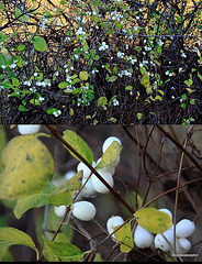 Symphoricarpos - Snowberries in the hawthorn hedge