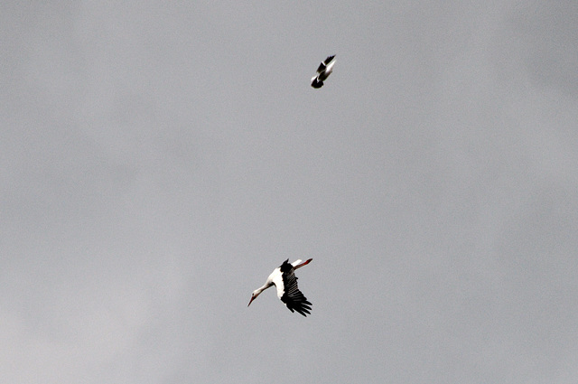 Stork Flying Fortress under attack by a Gull Fighter