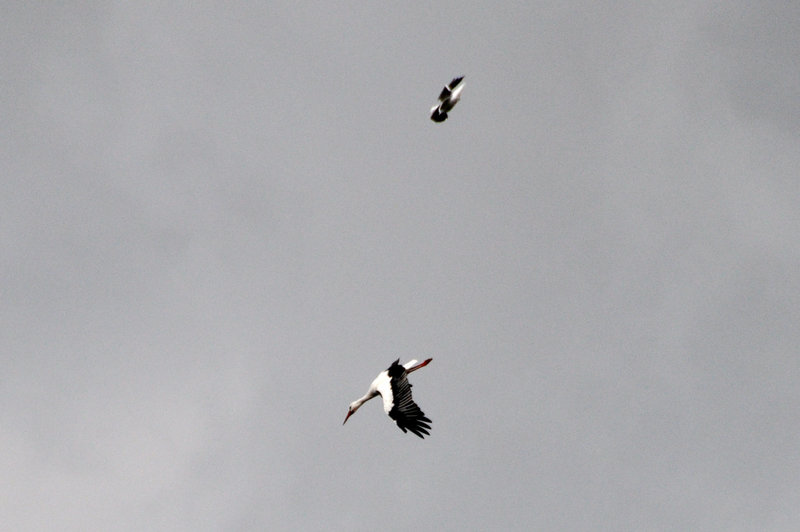 Stork Flying Fortress under attack by a Gull Fighter
