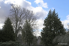 Dryburgh Abbey Ruins through the trees