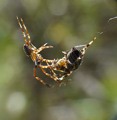 Garden Spiders Mating Ritual