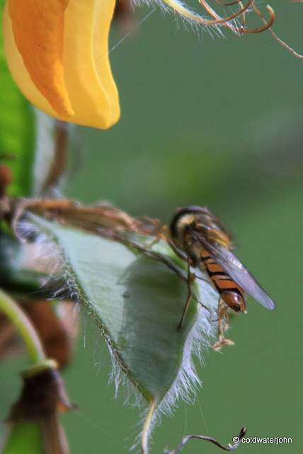 Bee on Broom seedpod