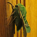 Pacific Green Sphinx Moth, Arctonotus lucidus