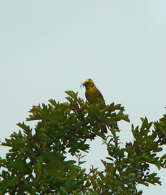 Yellowhammer @ Combe Haven