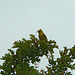 Yellowhammer @ Combe Haven