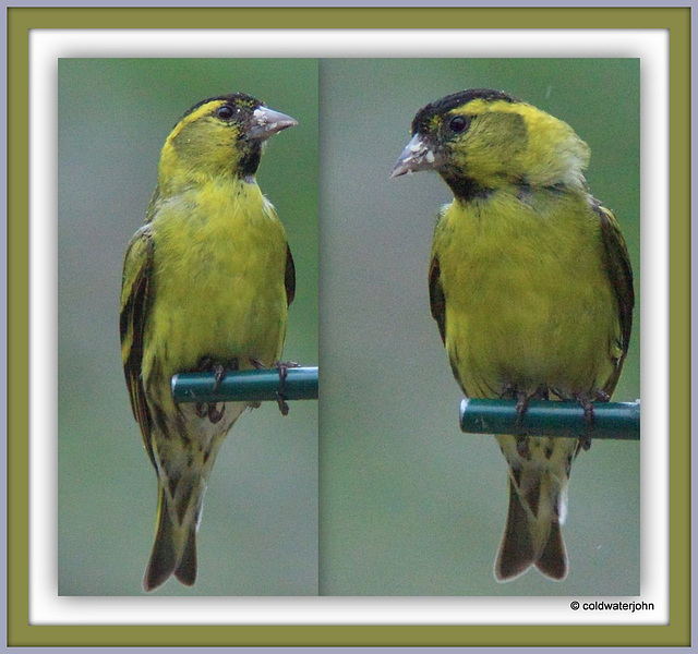 Siskins at the breakfast table this morning