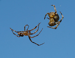 Orb Weaver Spiders Mating Ritual