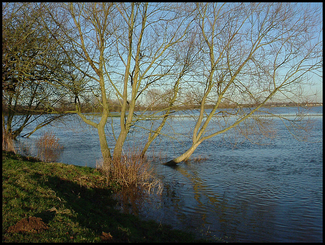 trees in the winter flood
