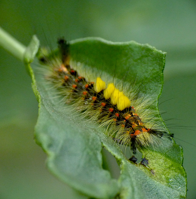 Vapourer Moth Caterpillar