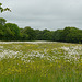 Field of Oxeye and Buttercup @ Combe Haven