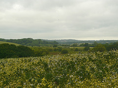 Combe Haven Valley
