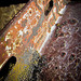 Rust and Textures