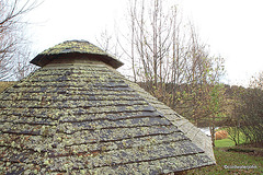 Lichens growing on twelve-year-old larch gazebo roof