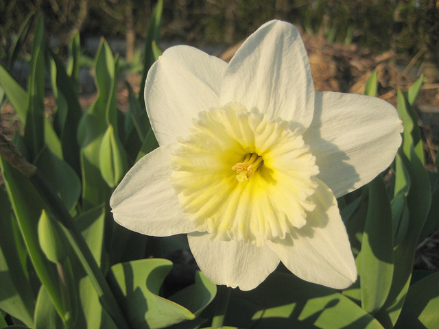 Weiße Narzisse (Narcissus)