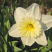 Weiße Narzisse (Narcissus)