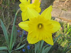 Gelbe Narzissen (Narcissus)