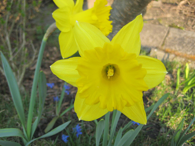 Gelbe Narzissen (Narcissus)