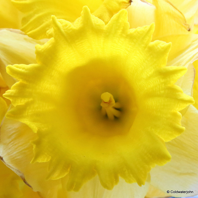A Daffodil worthy of Wordsworth!