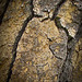 Ponderosa Pine Bark Texture