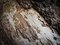 Bark Texture on Fallen Pine Tree