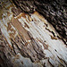 Bark Texture on Fallen Pine Tree